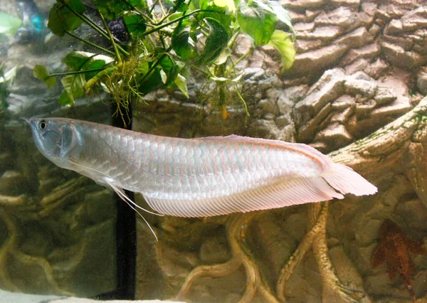 Osteoglossum Bicirrosum Argento Arowana Acquario Luce Del Sole Foto Alta — Foto Stock