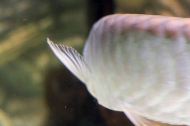 Osteoglossum bisiroz gümüş arowana güneş ışığı akvaryumunda. yüksek kaliteli fotoğraf