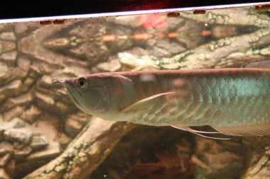 Osteoglossum bisiroz gümüş arowana güneş ışığı akvaryumunda. yüksek kaliteli fotoğraf