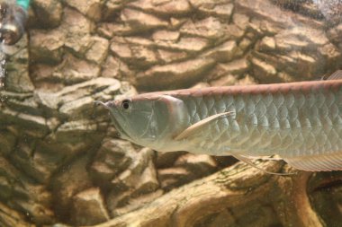 Osteoglossum bisiroz gümüş arowana güneş ışığı akvaryumunda. yüksek kaliteli fotoğraf