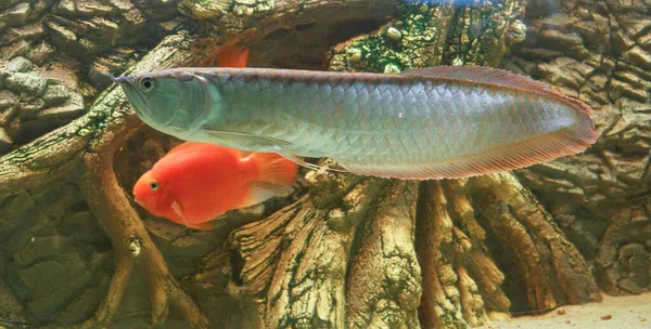 Osteoglossum Bicirrhosum Silver Arowana Dans Aquarium Ensoleillé Photo Haute Qualité — Photo