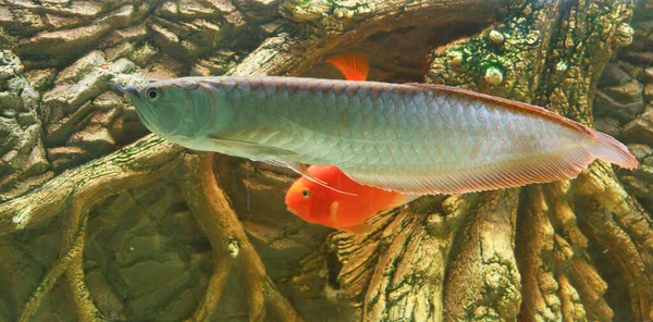 Osteoglossum Bicirrhosum Prata Arowana Aquário Luz Solar Foto Alta Qualidade — Fotografia de Stock