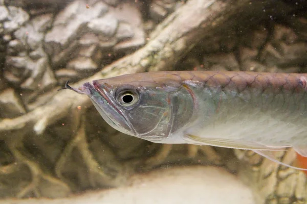 Osteoglossum Bicirrosum Argento Arowana Acquario Luce Del Sole Foto Alta — Foto Stock