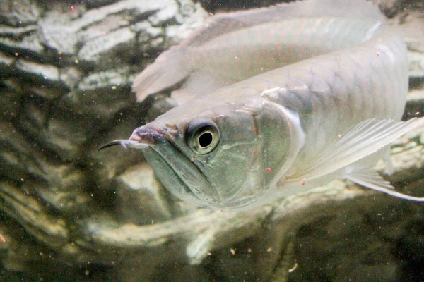 Osteoglossum Bicirrhosum Silver Arowana Akuarium Cahaya Matahari Foto Berkualitas Tinggi — Stok Foto