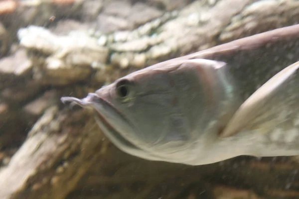 Osteoglossum Bicirrhosum Prata Arowana Aquário Luz Solar Foto Alta Qualidade — Fotografia de Stock