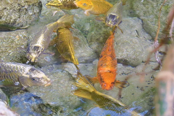 มปลาคาร พโคอ สวยงามในทะเลสาบกลางแจ งสไตล ภาพถ ายค ณภาพส — ภาพถ่ายสต็อก