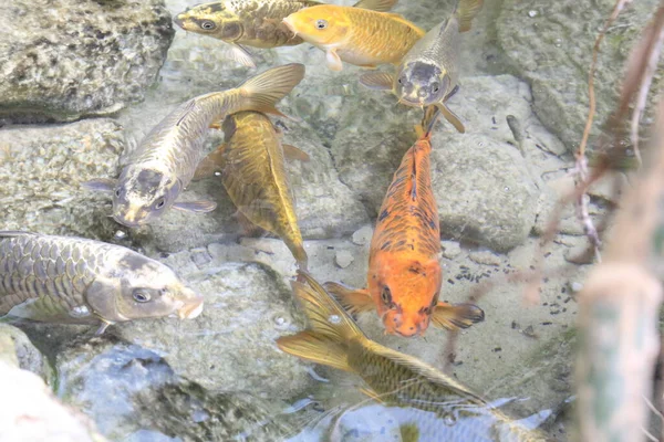 Sekelompok Ikan Mas Koi Indah Dalam Gaya Jepang Danau Luar — Stok Foto