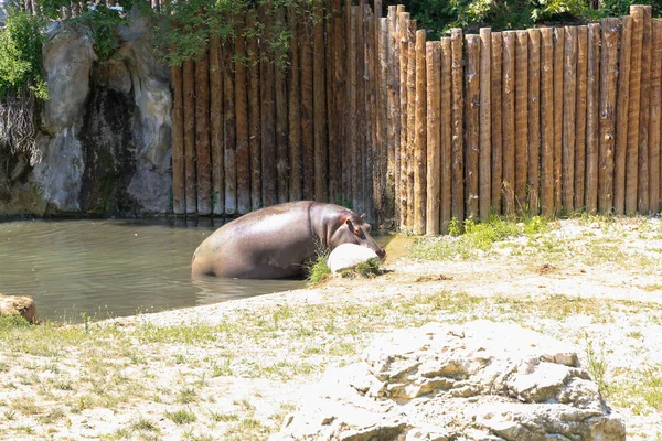 サファリ動物園のピグミーカバ 高品質の写真 — ストック写真