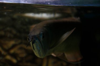 Osteoglossum bisiroz gümüş arowana güneş ışığı akvaryumunda. yüksek kaliteli fotoğraf