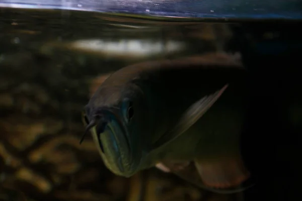 Osteoglossum Bicirrhosum Silver Arowana Słonecznym Akwarium Wysokiej Jakości Zdjęcie — Zdjęcie stockowe