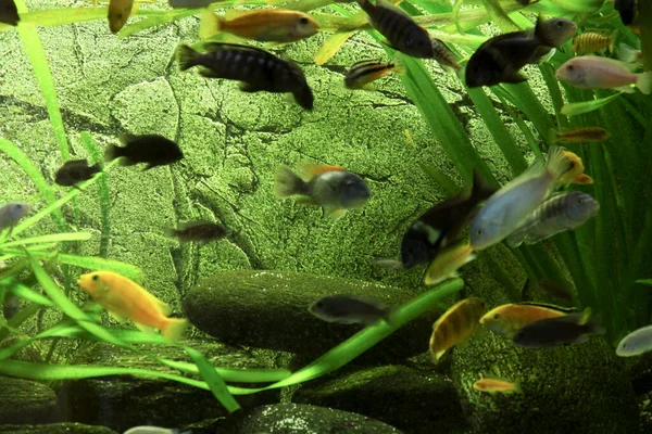 Ikan Cichlids Afrika Akuarium Sambil Makan Makanan Kering Foto Berkualitas — Stok Foto