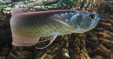 Osteoglossum bisiroz gümüş arowana güneş ışığı akvaryumunda. yüksek kaliteli fotoğraf