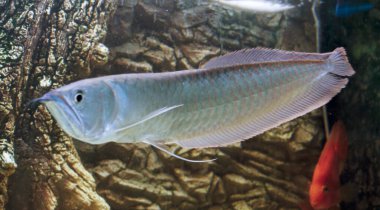 Osteoglossum bisiroz gümüş arowana güneş ışığı akvaryumunda. yüksek kaliteli fotoğraf