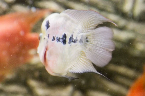 Mooie Zoetwaterbloemhoorn Aquarium Hoge Kwaliteit Foto — Stockfoto