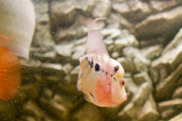 Bellissimo Corno Fiori Acqua Dolce Acquario Foto Alta Qualità — Foto Stock