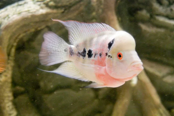 Bellissimo Corno Fiori Acqua Dolce Acquario Foto Alta Qualità — Foto Stock