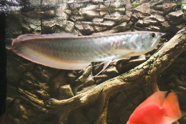 Osteoglossum Bicirrhosum Silver Arowana Akuarium Cahaya Matahari Foto Berkualitas Tinggi — Stok Foto