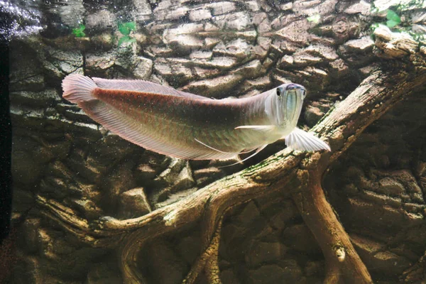 Osteoglossum Bicirrhosum Silver Arowana Sun Light Aquarium High Quality Photo — Stock Photo, Image