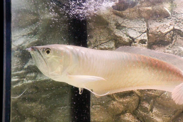 Osteoglossum Bicirrosum Argento Arowana Acquario Luce Del Sole Foto Alta — Foto Stock