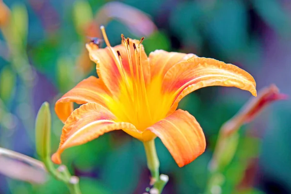 Turuncu Bir Lilium Çiçeğine Yaklaş Yüksek Kalite Fotoğraf — Stok fotoğraf
