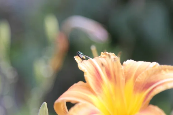 オレンジ色のリリウムの花を閉じます 高品質の写真 — ストック写真