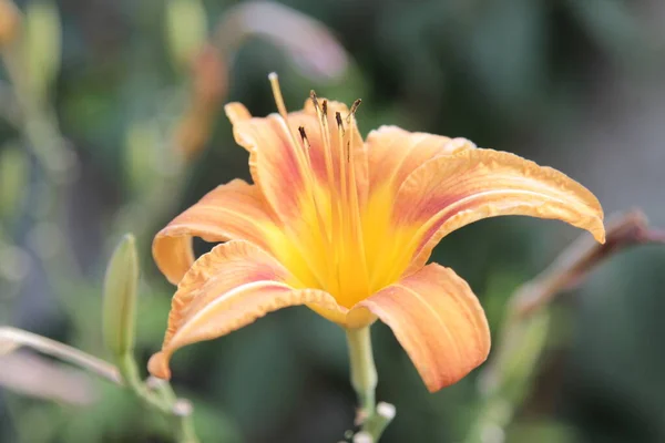 Close Orange Lilium Flower High Quality Photo — Stock Photo, Image