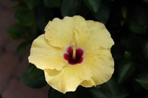 Close Van Een Hibiscus Brackenridgei Bloem Hoge Kwaliteit Foto — Stockfoto