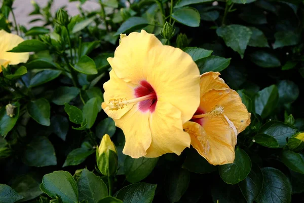 Sluiten Van Een Plant Van Hibiscus Brackenridgei Hoge Kwaliteit Foto — Stockfoto