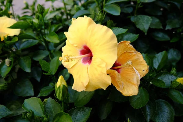 Sluiten Van Een Plant Van Hibiscus Brackenridgei Hoge Kwaliteit Foto — Stockfoto