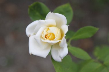 Beyaz bir bahçeye yakın bir gül. Yüksek kalite fotoğraf