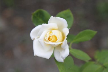 Beyaz bir bahçeye yakın bir gül. Yüksek kalite fotoğraf