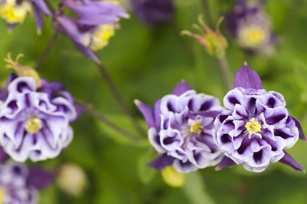 Közelről Aquilegia Vulgaris Virágait Kiváló Minőségű Fénykép — Stock Fotó