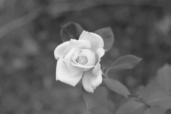 Közelről Egy Fehér Kerti Rózsa Kiváló Minőségű Fénykép — Stock Fotó