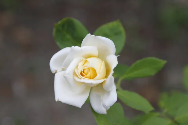 Gros Plan Jardin Blanc Rose Photo Haute Qualité — Photo