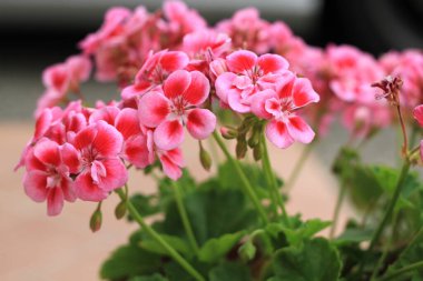 Pelargonium fabrikasının yüksek kaliteli fotoğrafını kapat