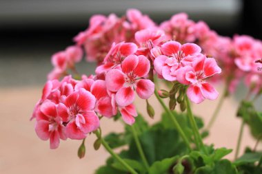 Pelargonium fabrikasının yüksek kaliteli fotoğrafını kapat