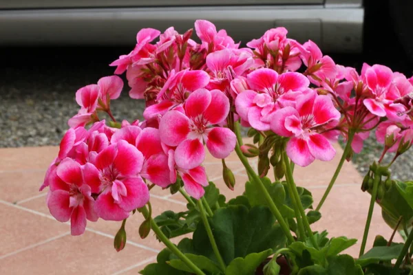 Primer Plano Una Planta Pelargonium Foto Alta Calidad —  Fotos de Stock