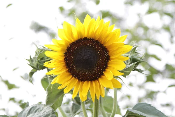 Närbild Helianthus Annuus Anläggning Högkvalitativt Foto — Stockfoto