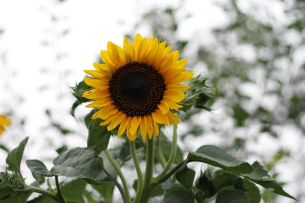 Закрыть Завод Helianthus Annuus Высокое Качество Фото — стоковое фото