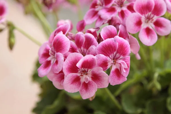 Primer Plano Una Planta Pelargonium Foto Alta Calidad —  Fotos de Stock