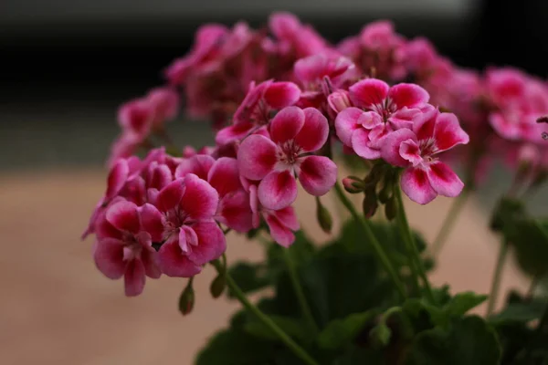 Primer Plano Una Planta Pelargonium Foto Alta Calidad —  Fotos de Stock