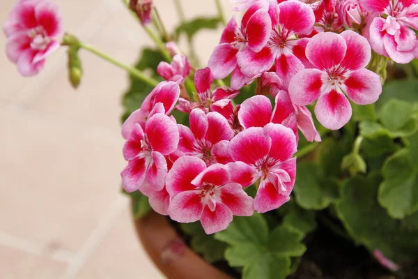 Primer Plano Una Planta Pelargonium Foto Alta Calidad — Foto de Stock