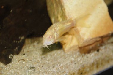 Güzel albino corydoras Corydoras akvaryumda bronz aeneus tatlı su balığı. Yüksek kalite fotoğraf