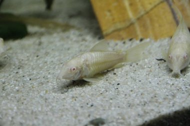 Güzel albino corydoras Corydoras akvaryumda bronz aeneus tatlı su balığı. Yüksek kalite fotoğraf
