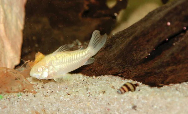 美しいアルビノ コリドラス水族館でコリドラス青銅のアイネウス淡水魚 高品質の写真 — ストック写真