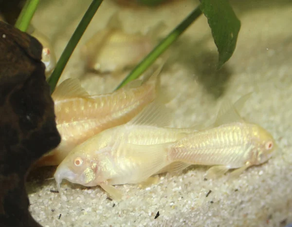 Güzel Albino Corydoras Corydoras Akvaryumda Bronz Aeneus Tatlı Balığı Yüksek — Stok fotoğraf