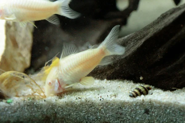 Güzel albino corydoras Corydoras akvaryumda bronz aeneus tatlı su balığı. Yüksek kalite fotoğraf