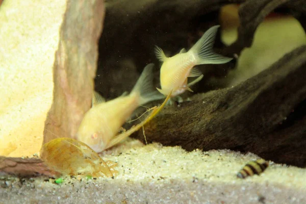 Красивый Альбинос Corydoras Corydoras Бронзовый Aeneus Пресноводных Рыб Аквариуме Высокое — стоковое фото