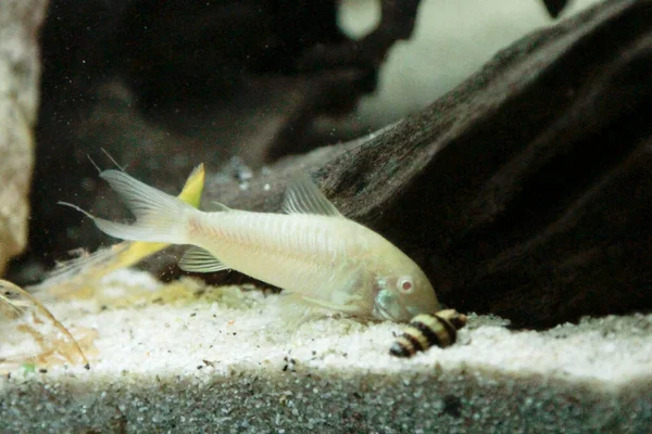 Bellissimo Albino Corydoras Corydoras Bronzo Aeneus Pesci Acqua Dolce Acquario — Foto Stock