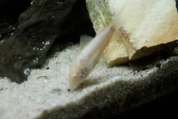 Vacker Albino Corydoras Corydoras Brons Aeneus Sötvattensfisk Akvarium Högkvalitativt Foto — Stockfoto